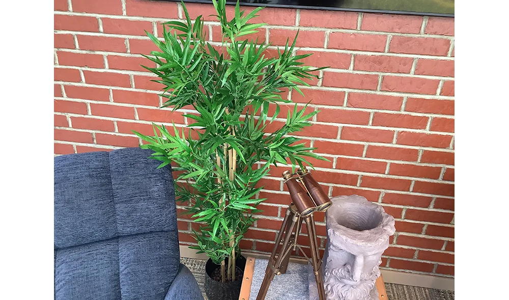 Siyah Saksılı Bambu Ağaç